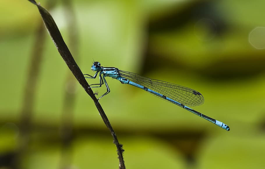dragonfly, blue, pond, close up, insect, animals in the wild HD wallpaper