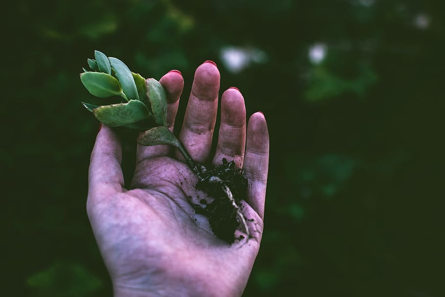 Person Holding Green Succulent Plant, blurred background, bright HD wallpaper