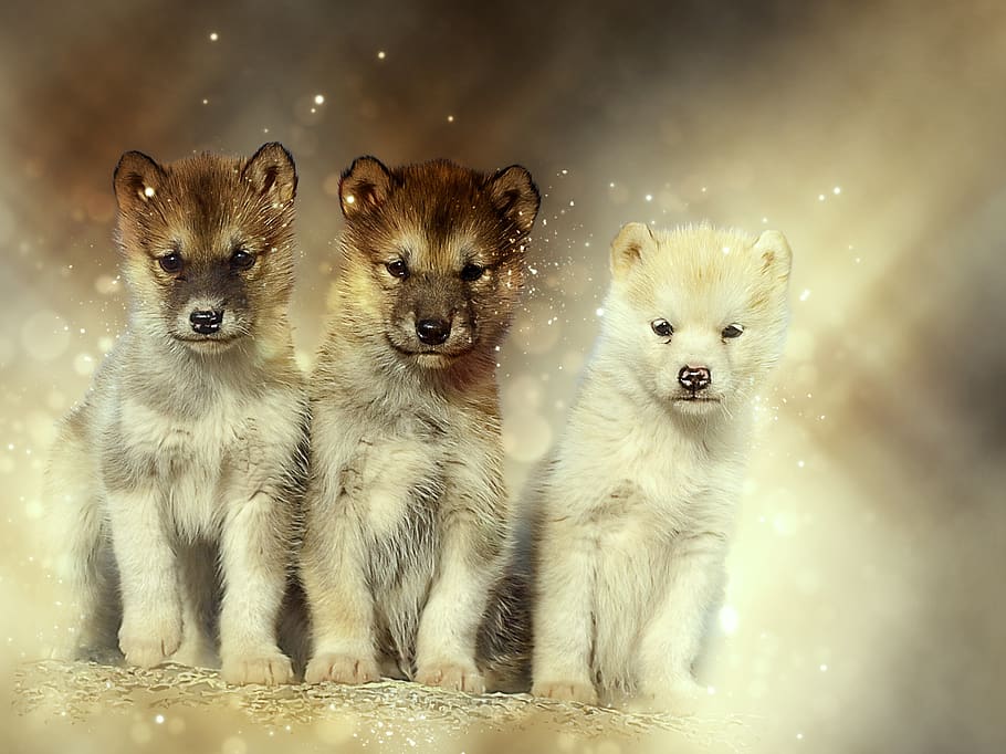 dogs, sled dogs, greenland, expensive, natural, puppies, cute, HD wallpaper