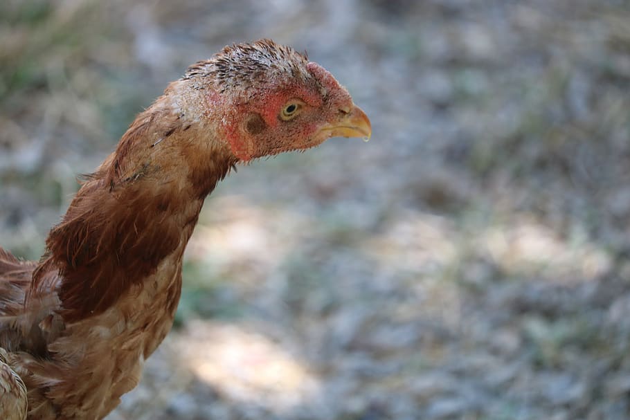 chicken, animal, animal themes, one animal, bird, vertebrate HD wallpaper