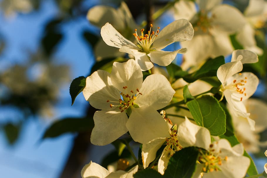 apple tree, white, flowers, bloom, spring, may, flowering plant HD wallpaper