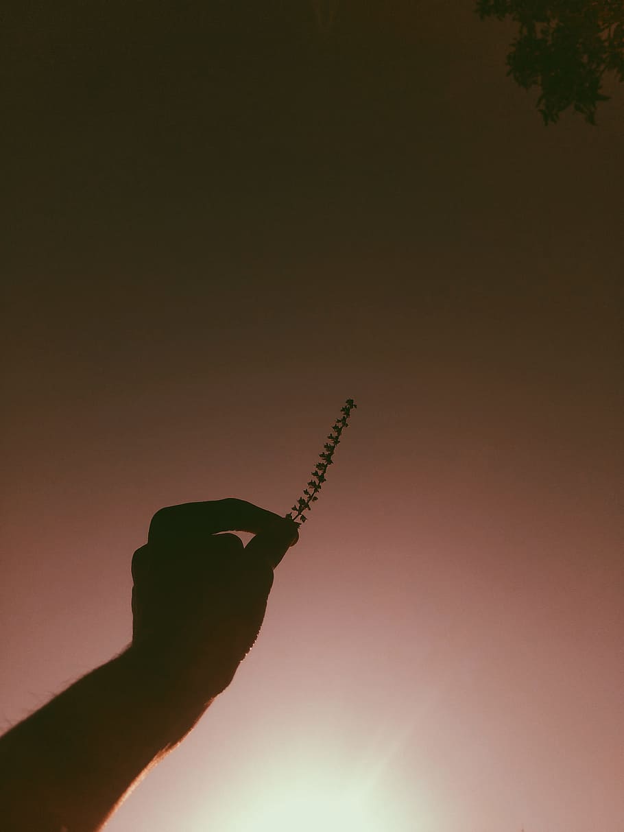 Person Holding Grass Photo Taken during Golden Hour, backlit HD wallpaper