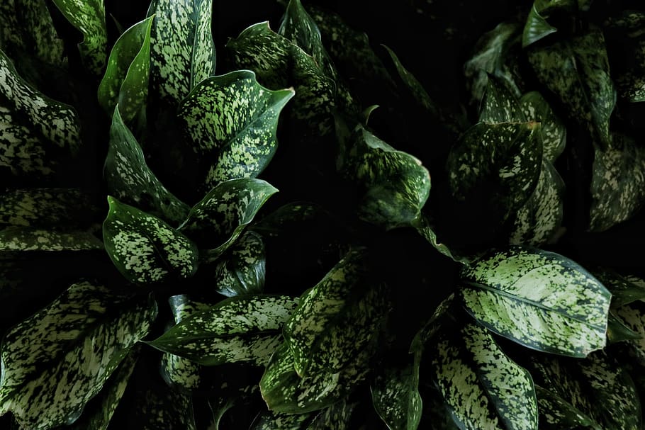 plant, leaf, food, vegetable, spinach, lettuce, green, blossom HD wallpaper