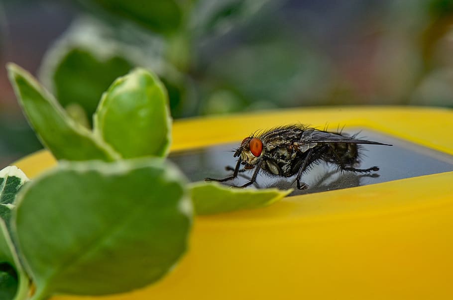 bluebottle, insect, close up, fly, wing, invertebrate, animal themes HD wallpaper
