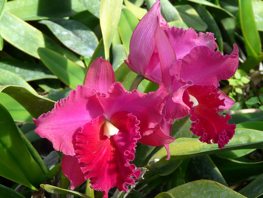 orchids, flowers, blooms, plant, beauty in nature, growth, flowering plant HD wallpaper