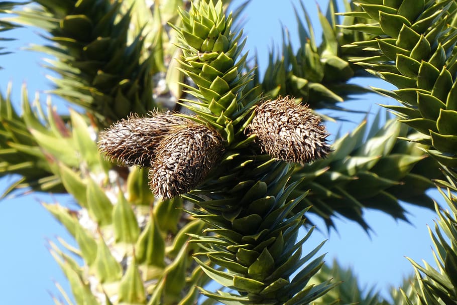 pinecone, fruit, decoration, conifer, vegetable, zaadkegels HD wallpaper