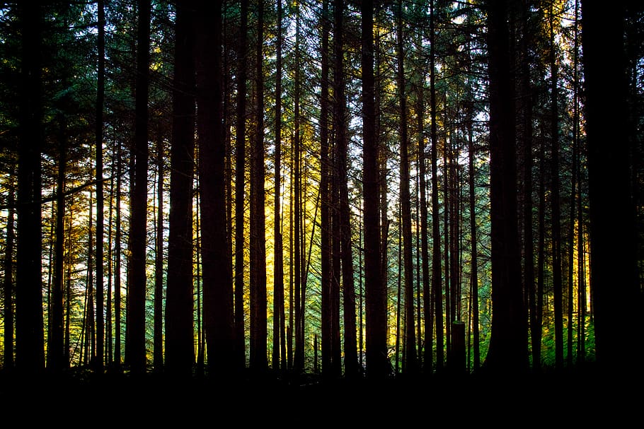 trees, green, forest, woods, dark, land, plant, woodland, trunk HD wallpaper