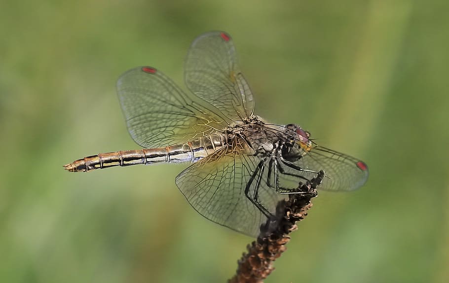 dragonfly, insect, nature, wing, living nature, invertebrate, HD wallpaper