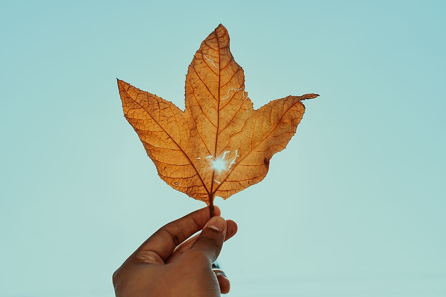 Person Holding Brown Leaf, dry leaf, hand, macro, maple, maple leaf HD wallpaper
