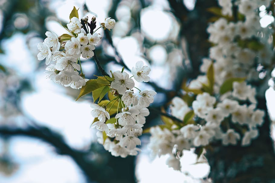 austria, lower austria, spring, tree, blossom, nature, flower HD wallpaper