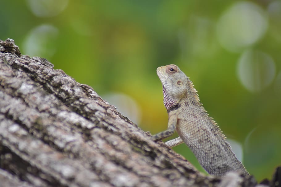 wild, green, nature, forest, natural, outdoor, lizard, chameleon HD wallpaper
