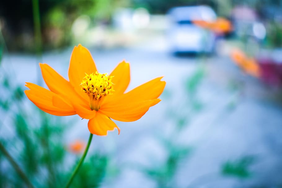 flower, bokeh, bloom, romantic, flowering plant, beauty in nature HD wallpaper