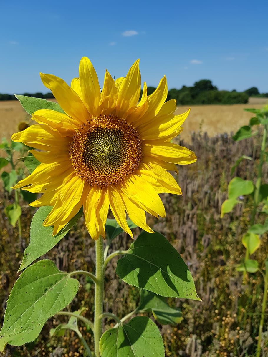 sunflower, nature, yellow, plant, flowering plant, growth, fragility HD wallpaper
