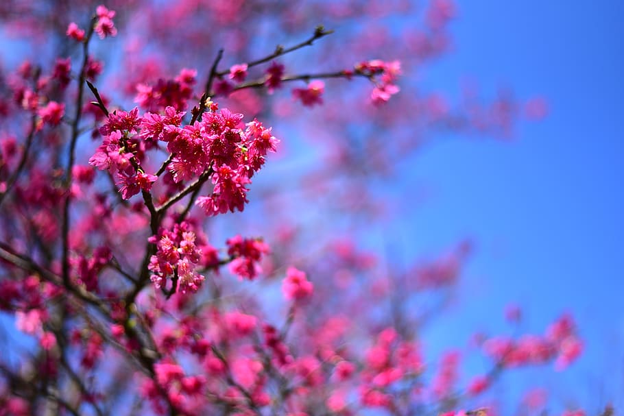 plant, flower, cherry blossom, flowering plant, beauty in nature HD wallpaper