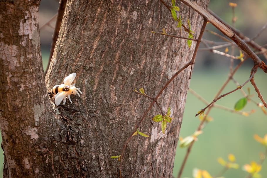 Orange and White Spider on Top of Wood, animal, blur, daylight, HD wallpaper