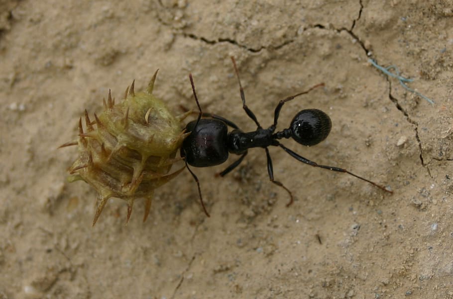 spain, sorbas, industrious, ant, animal themes, animal wildlife HD wallpaper
