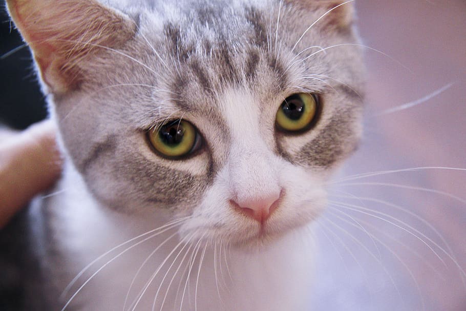 domestic, pets, cat, domestic cat, one animal, animal themes HD wallpaper