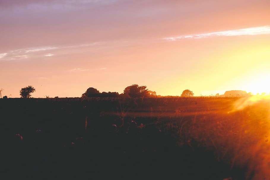 sun, sunset, field, yellow, tree, plant, sky, landscape, environment HD wallpaper