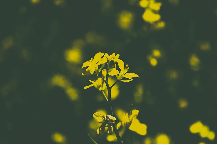 fade, shadow, dark, darkness, yellow, flower, nature, flowering plant HD wallpaper