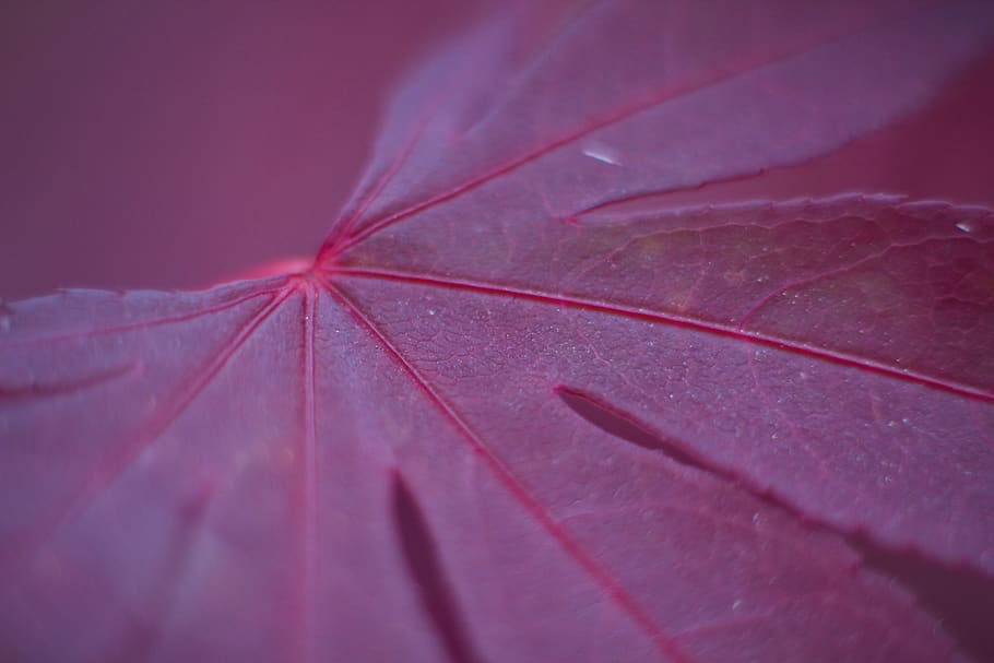 red, maple, leaf, tree, color, nature, colorful, plant part HD wallpaper