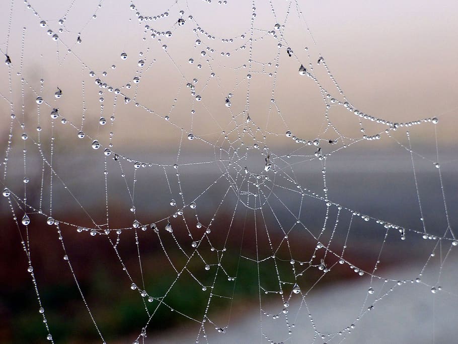 canvas, spider, nature, dew, beads, water, light, morning, fall HD wallpaper