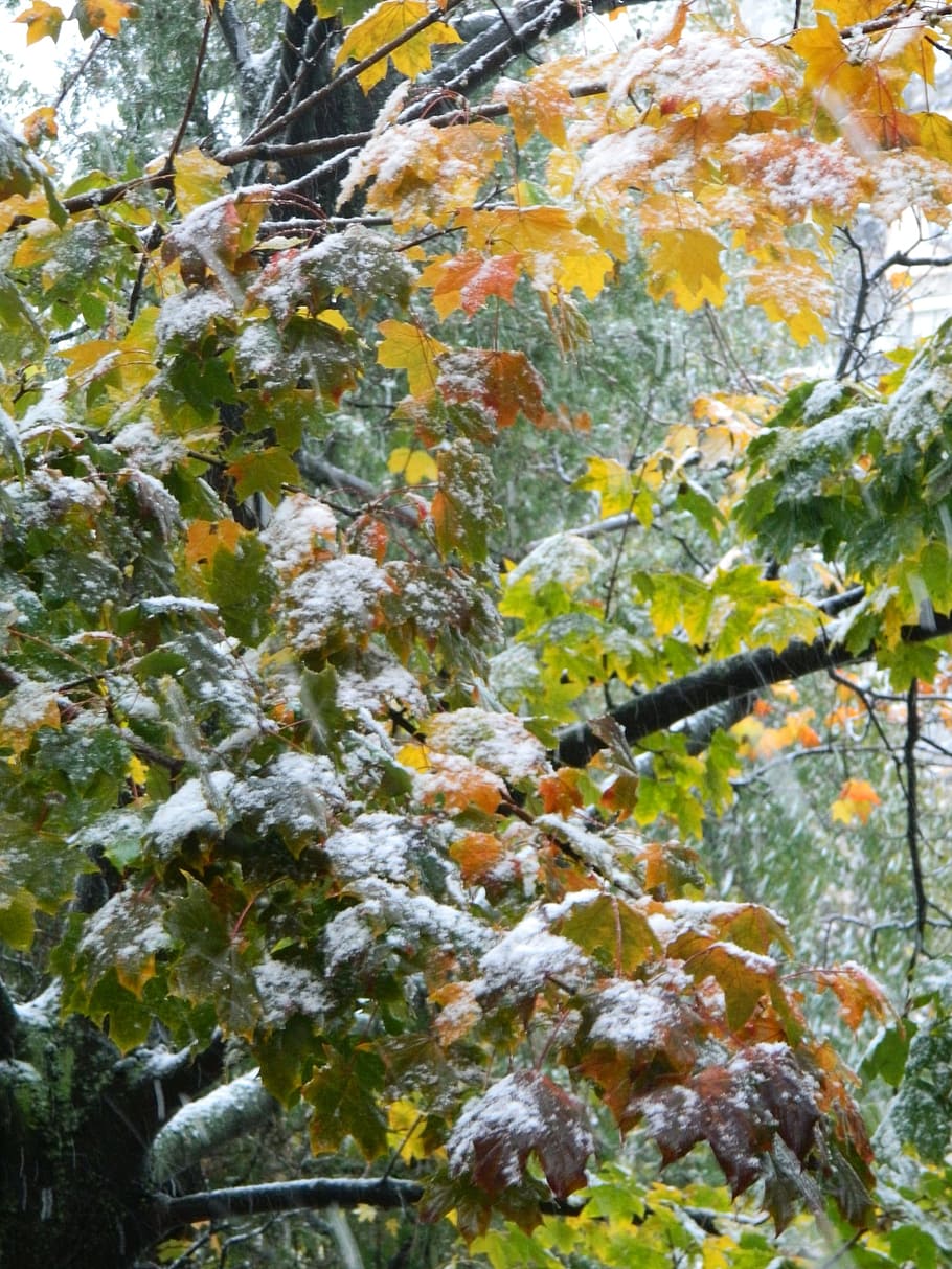 ice, tree, winter, nature, leaves, plant, beauty in nature HD wallpaper