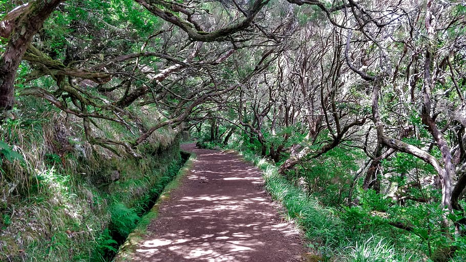 madeira, portugal, trees, path, forest, plant, direction, the way forward HD wallpaper