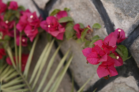 ethiopia, addis ababa, flowering plant, beauty in nature, fragility HD wallpaper