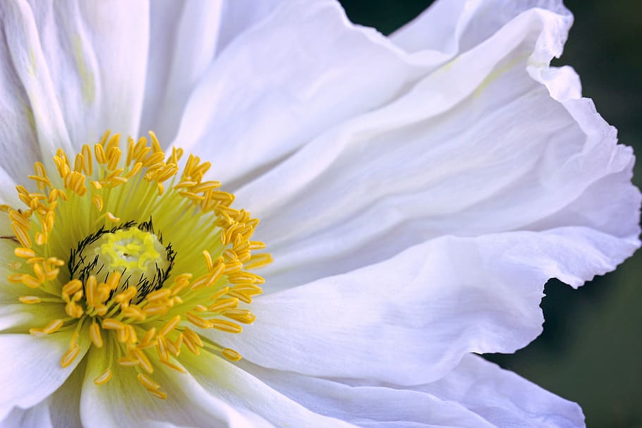 icelandic poppy, white, flower, blossom, bloom, plant, spring, HD wallpaper