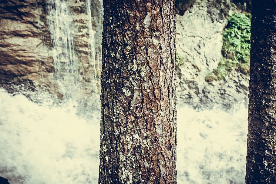 background, bark, branches, color, detail, gray, image, leaves HD wallpaper