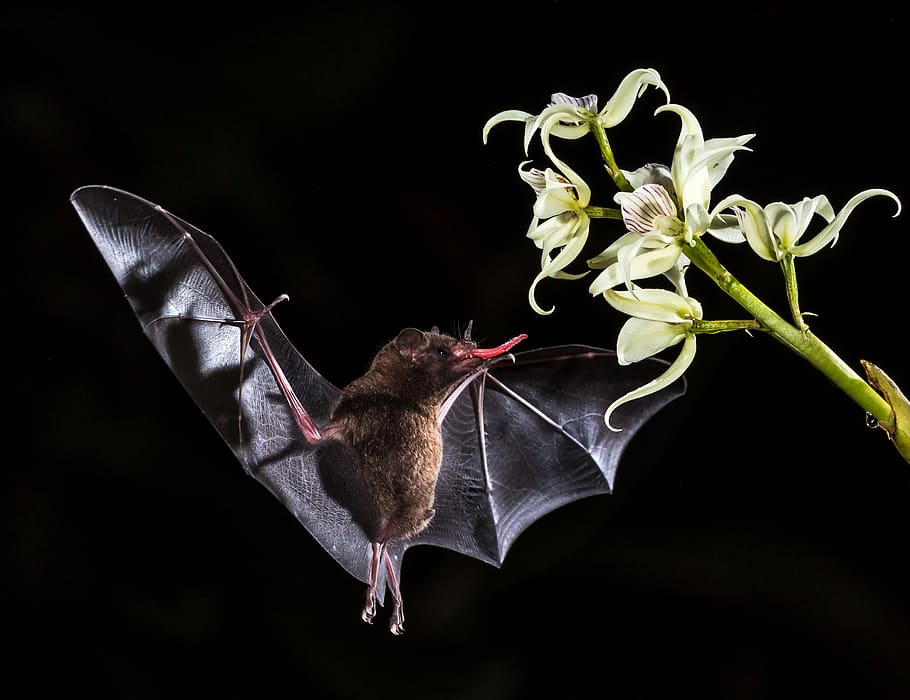 brown bat, flower, flowering plant, animal, animal themes, one animal HD wallpaper