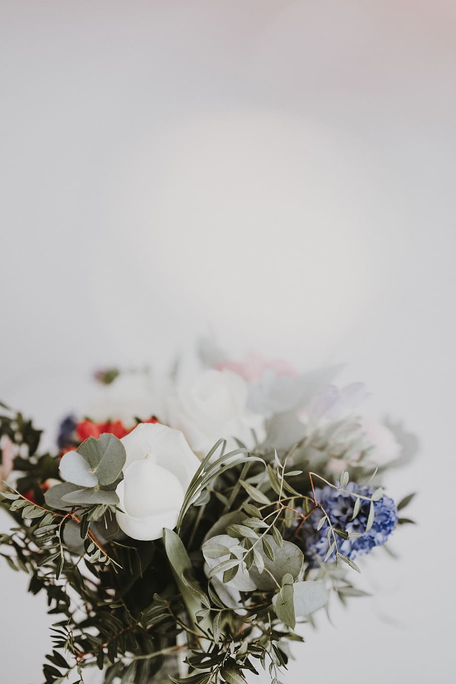 white-petaled flower, indoors, flowering plant, close-up, no people HD wallpaper
