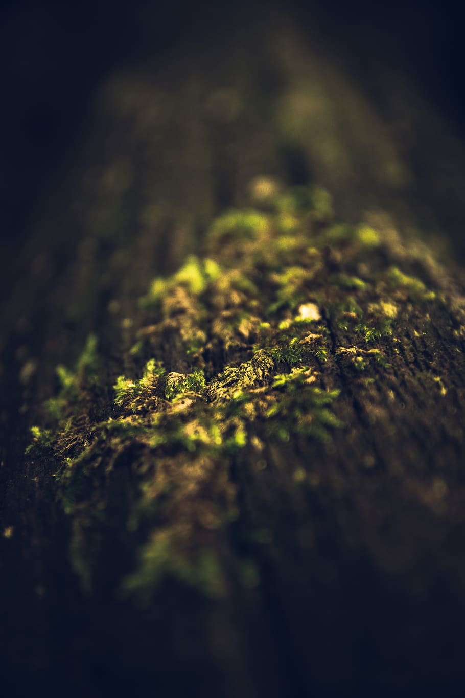 moss on tree trunk, selective focus, no people, plant, close-up HD wallpaper