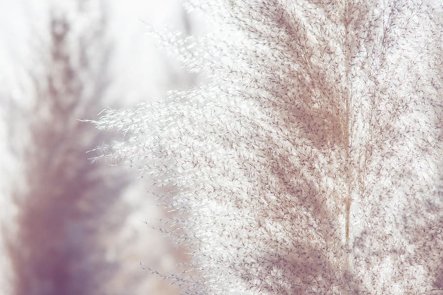 white leafed plant, ice, outdoors, frost, snow, russia, sochi HD wallpaper
