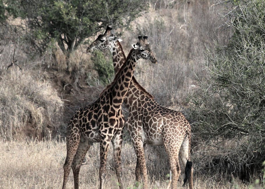tanzania, serengeti national park, safari, giraffe, giraffes, HD wallpaper