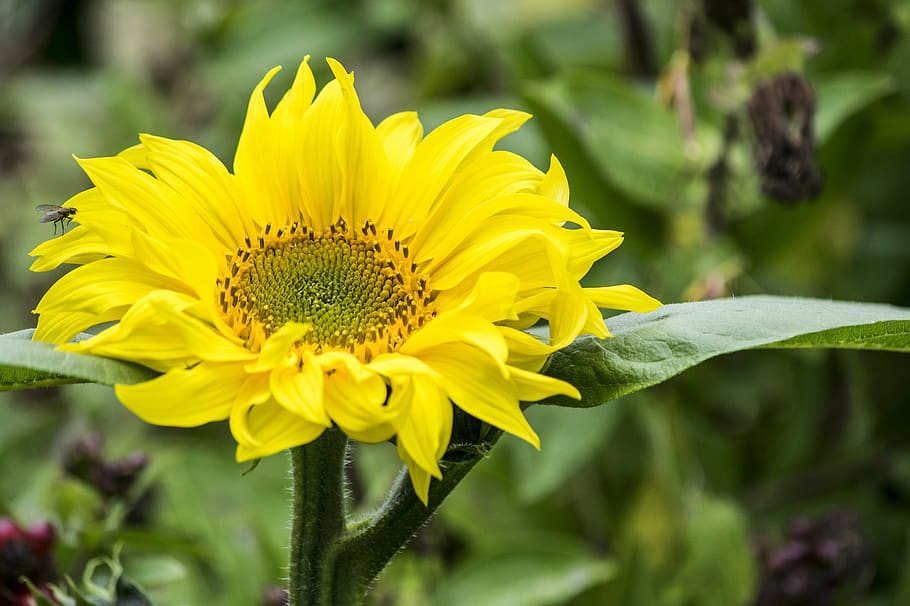 sunflower, yellow, summer, nature, blossom, plant, pollen, bright HD wallpaper