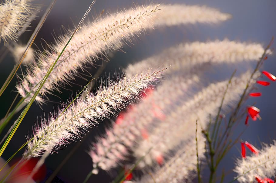 seed, nature, wheat, growth, field, flora, summer, grass, outdoors HD wallpaper