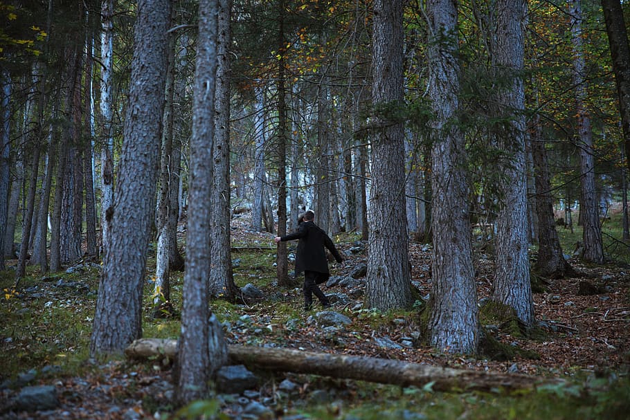 Photo of Person In Forest, bark, conifers, environment, evergreen HD wallpaper