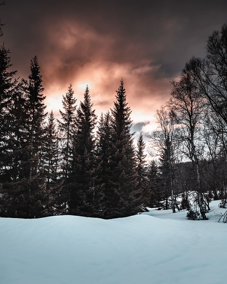 View of Pine Trees on Snowfield, clouds, cold, conifer, coniferous HD wallpaper