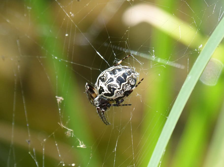 spider, arachnid, web, pattern, arachnophobia, spider web, animals in the wild HD wallpaper
