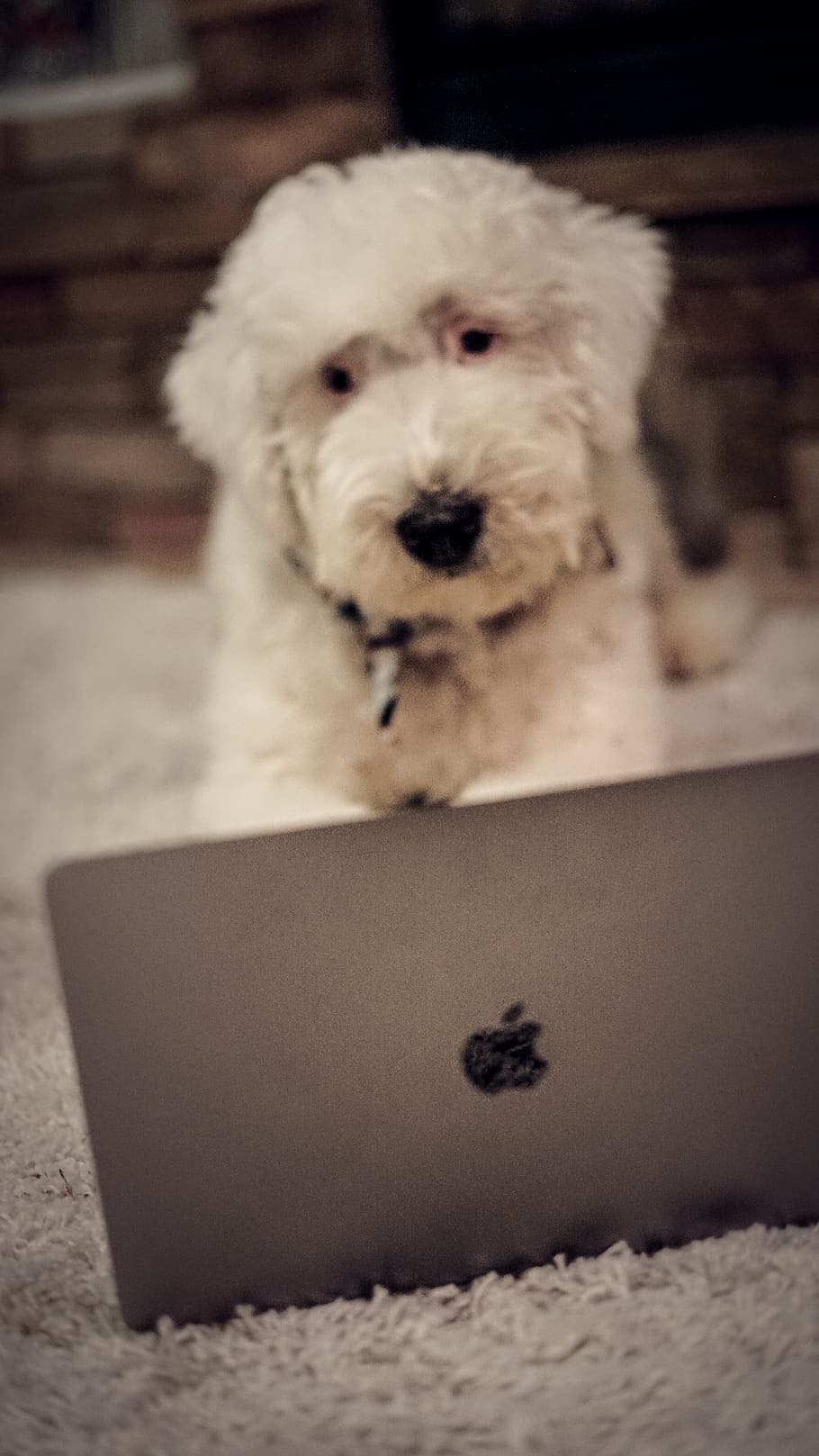 oldenglishsheepdog, coding, macbookpro, mammal, domestic, pets HD wallpaper