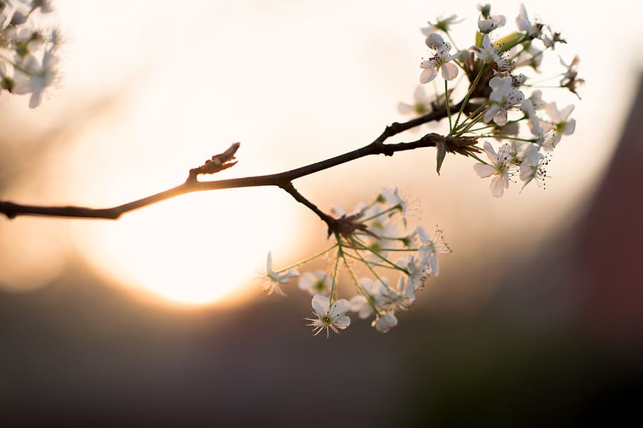 blossom, tree, plant, flower, flowering plant, beauty in nature HD wallpaper