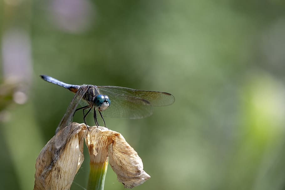 blue dasher dragonfly, insect, macro, nature, wings, green HD wallpaper