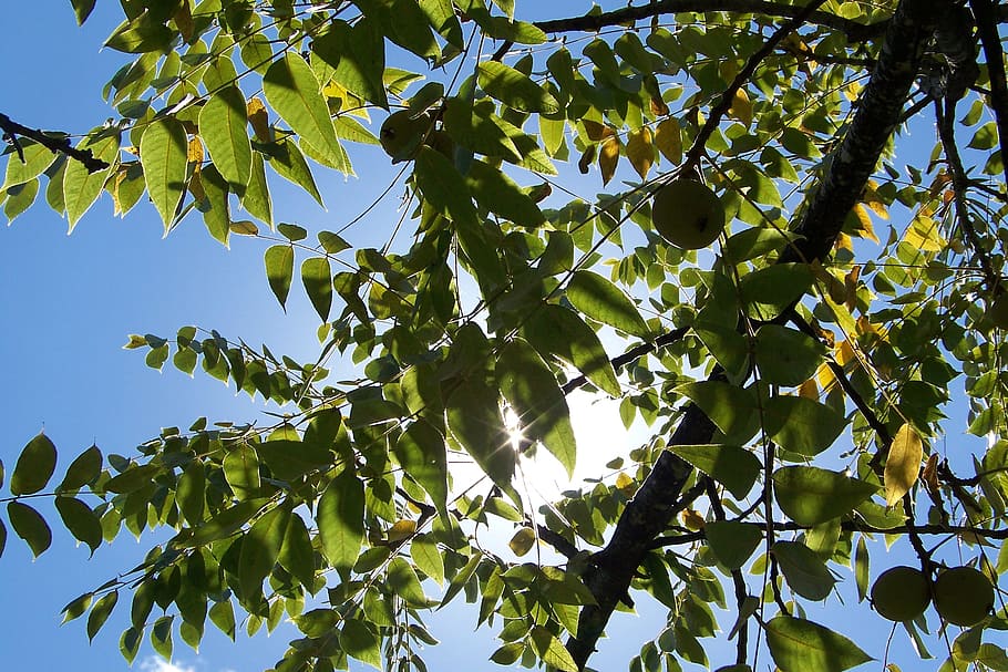 Low Angle Photography of Green Leafed Tree, blue sky, branches HD wallpaper