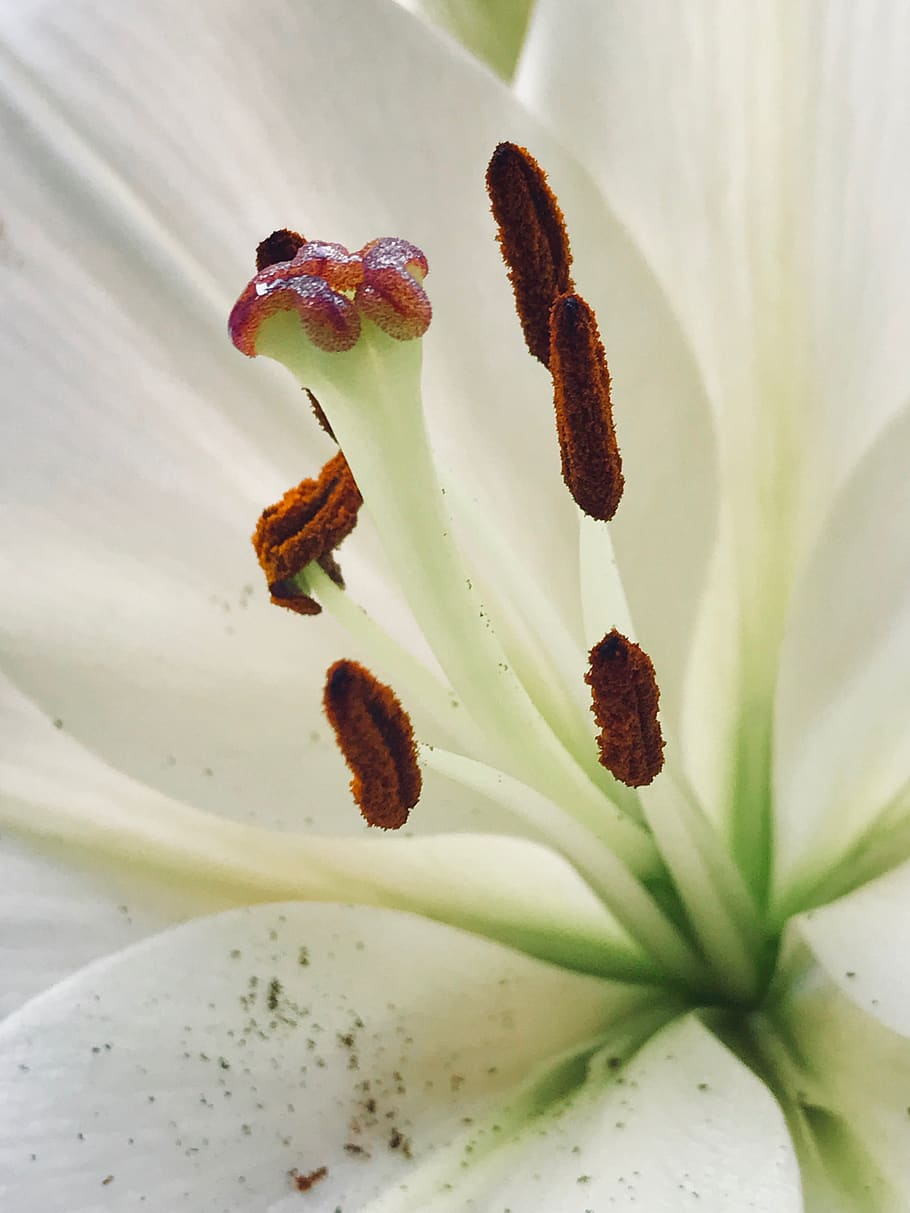 lily, flower, closeup, stamen, petal, white, growth, fragility HD wallpaper