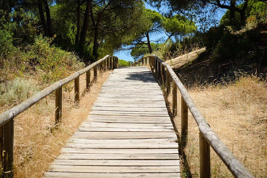 empty brown bridge, footbridge, path, tree, beach, plant, direction HD wallpaper