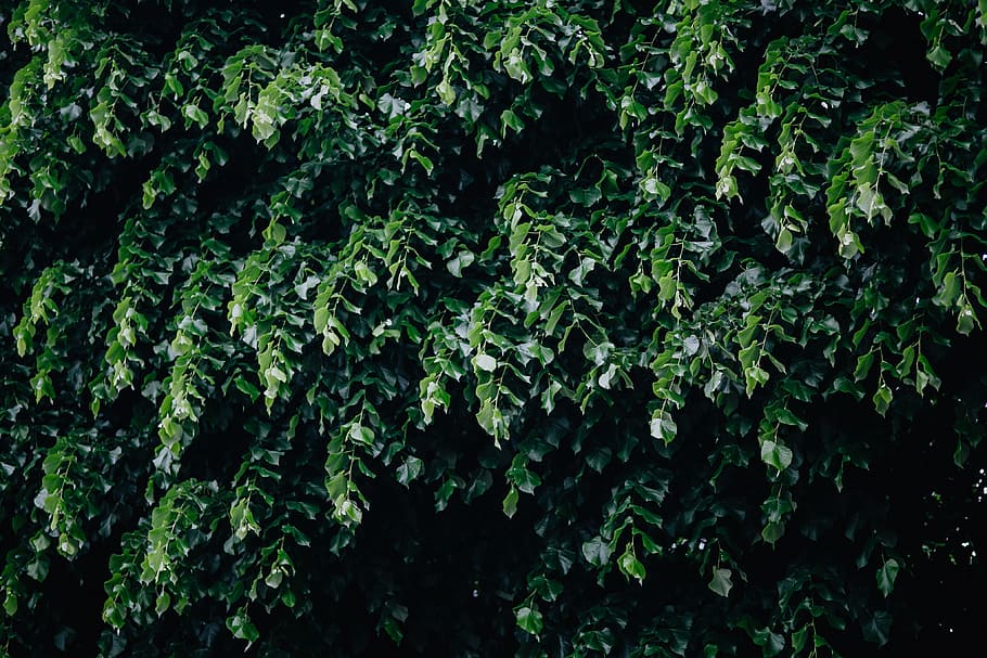 Municipal greenery, flora, leaf, leaves, spring, Italy, may, hedge HD wallpaper