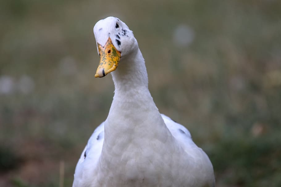white goose on selective focus photography, animal, bird, duck, HD wallpaper