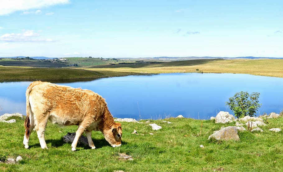 aubrac, lake, andeol, cow, salers, nature, green, wild, summer, HD wallpaper