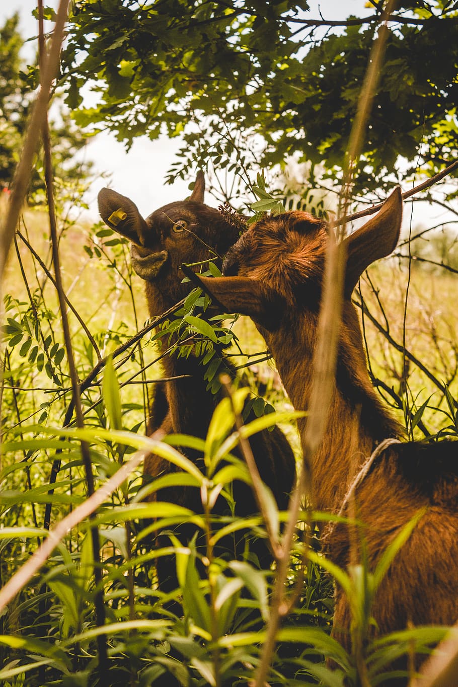 two kid goats eating grass, nature, pasture, alpine goat, mammal HD wallpaper